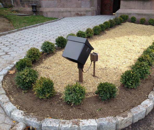 The dwarf boxwood that surrounds the tulip planting in the middle of the entranceway.