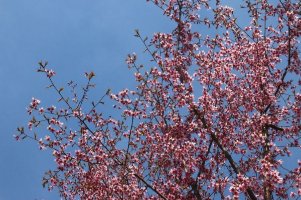 Cherry blossoms against a deep blue sky.