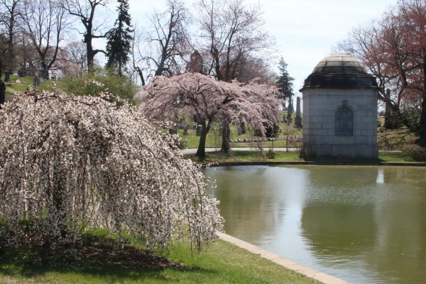 Two cherry trees blooming at Crescent Water.