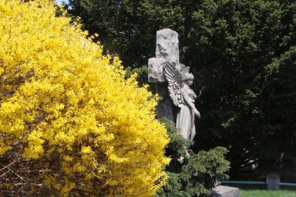 Forsythia is Brooklyn's official flower. This one is really popping!