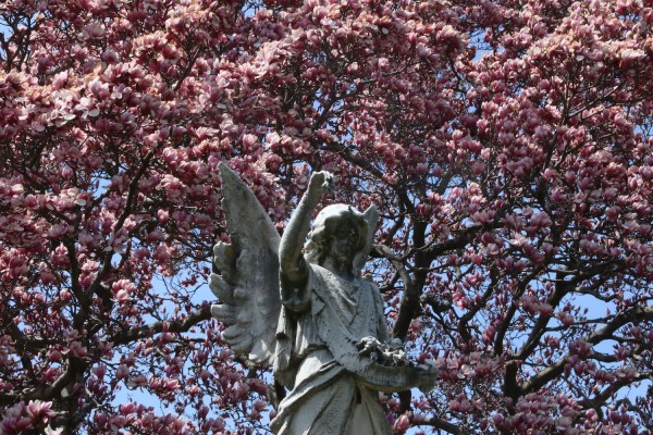 A pink magnolia makes this angel proud.