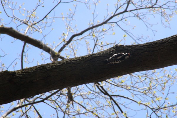 And a bonus: this Piliated Woodpecker happened to attract my attention as I was setting up a photograph of a nearby cherry tree.