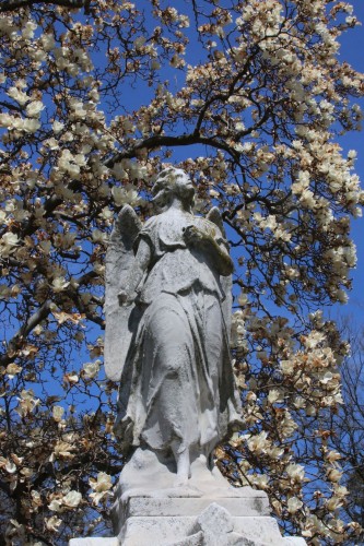 An angel, framed by the branch of a white magnolia.