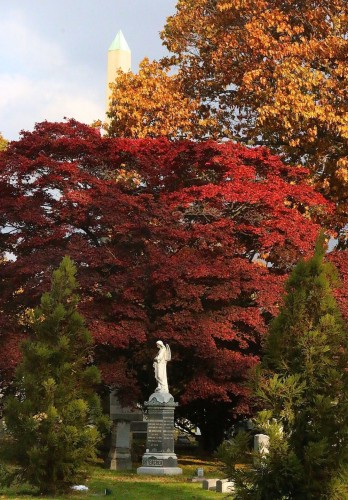 A marble angel, framed against the red leaves of a Japanese maple. Note the top of the obelisk above the foliage; it is one of the tallest in the world.