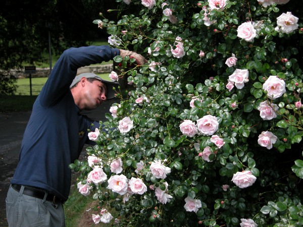 pruning-course-green-wood-historic-fund