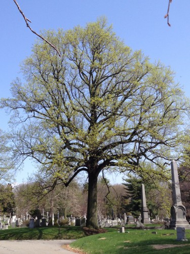 tree-id-green-wood-historic-fund