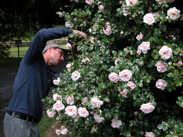 pruning-course