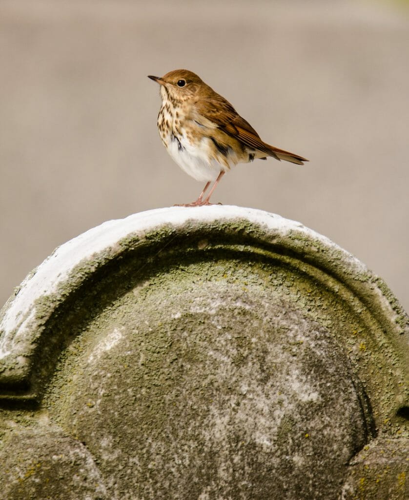 bird gravestone perch