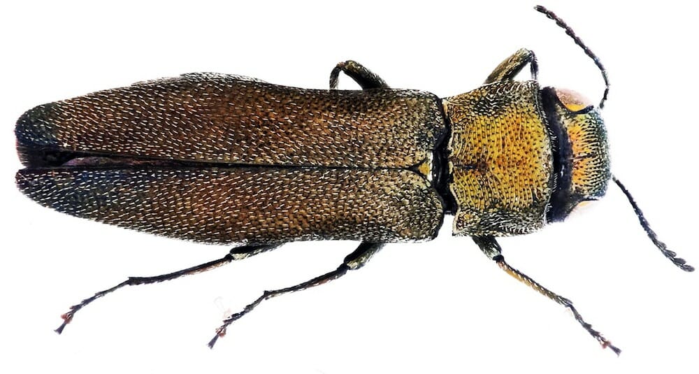 beetle species usa