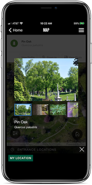 app tree slideshow