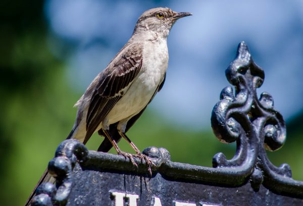 bird perched path sign