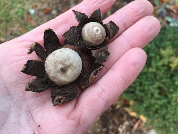 fungi in hand