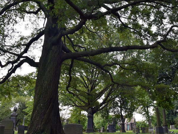 cemetery trees
