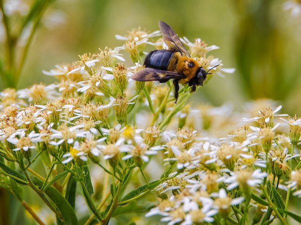 bee pollen