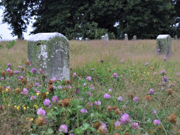 green-wood meadow