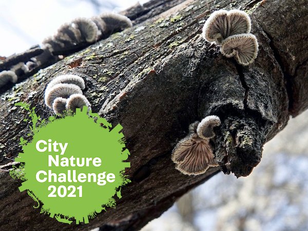 city nature challenge fungi
