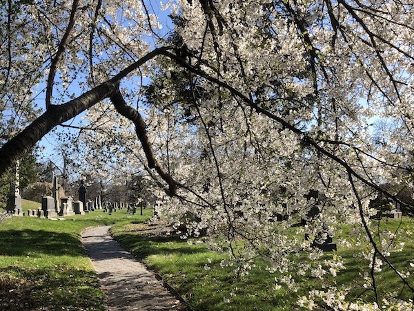 spring tree path