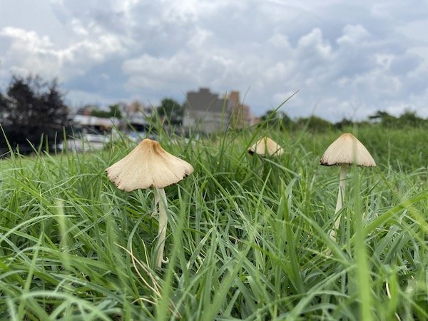 green-wood mushrooms