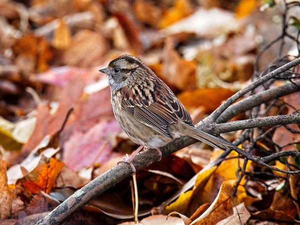 fall bird nature