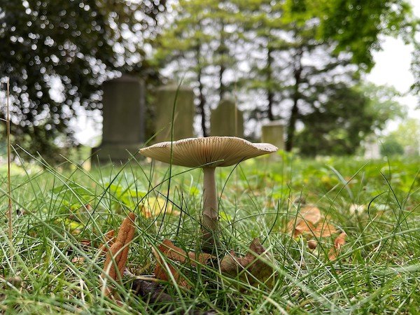 fall mushroom
