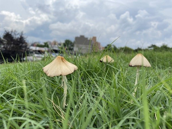 mushrooms in grass