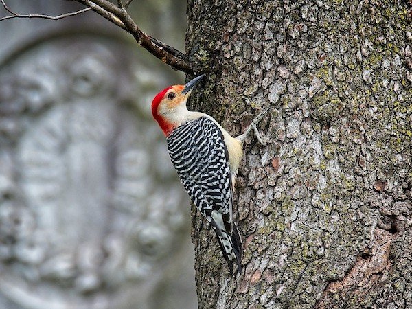 winter bird nature