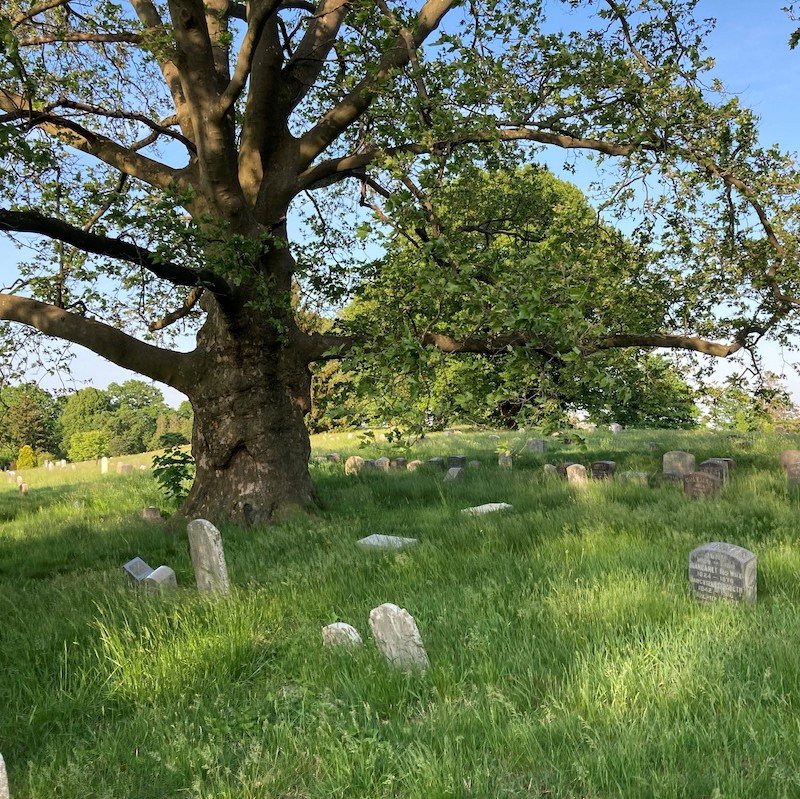 green-wood graves tree