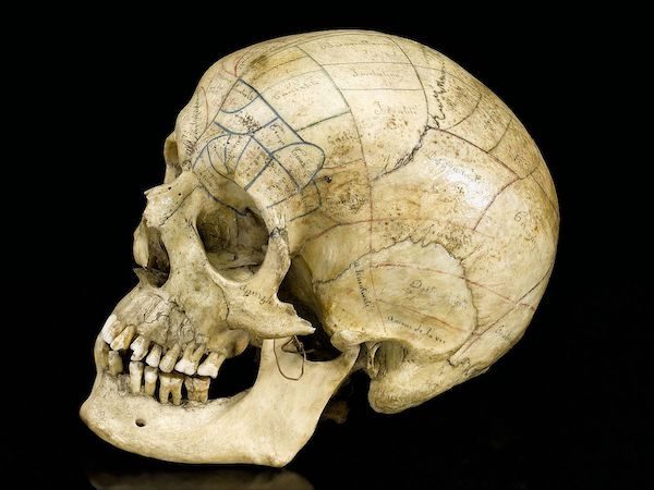 phrenology skull