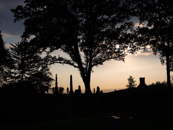 evening silhouette green-wood