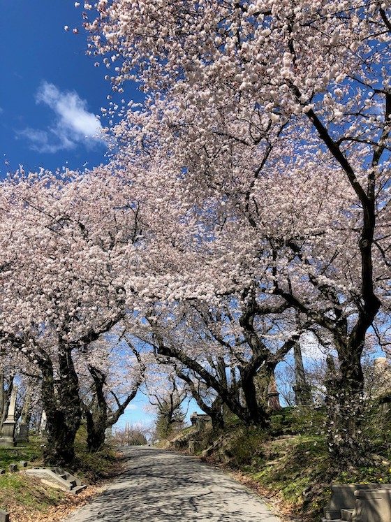 cherry blossom path