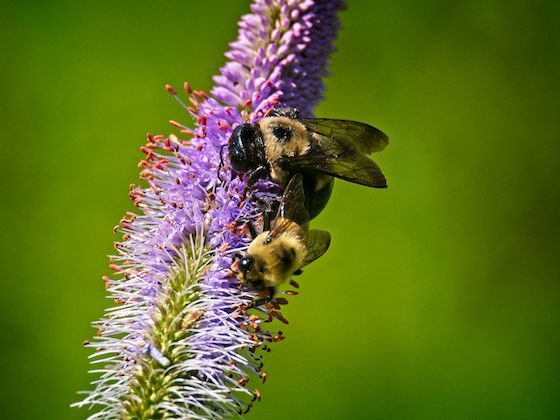 green-wood bee pollen
