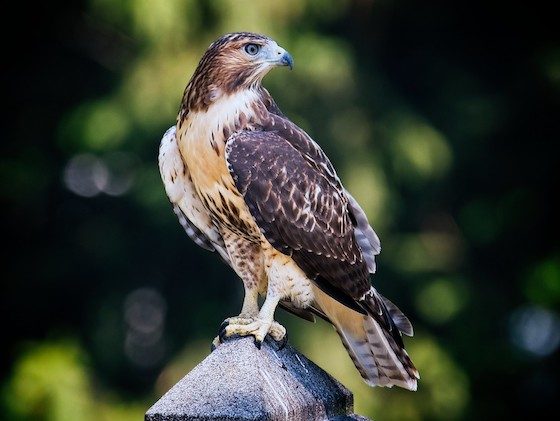 bird monument perch