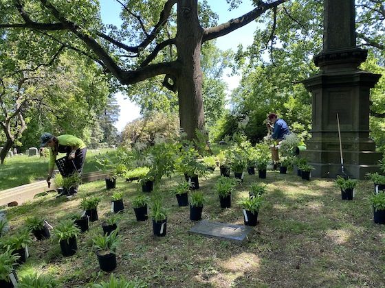 green-wood gardeners