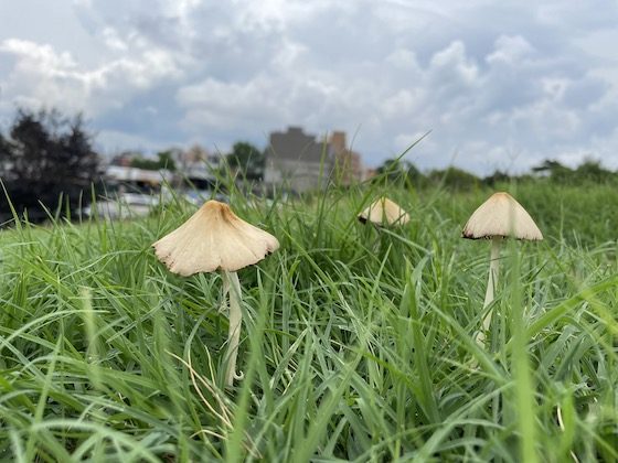 mushrooms in field