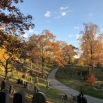 autumn green-wood scene