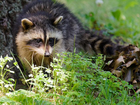 raccoon in grass