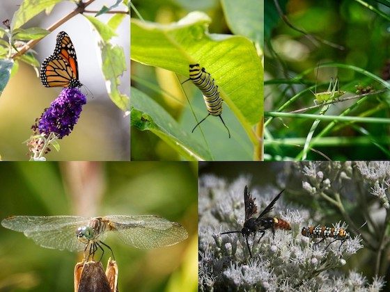 composite insects tiled image