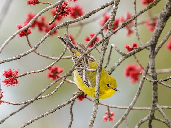 bird in tree