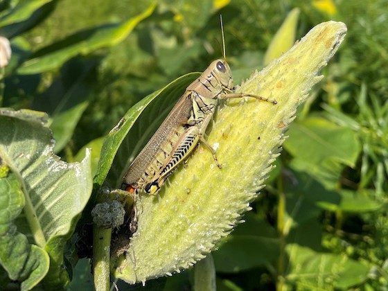 grasshopper near leaves