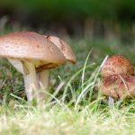 mushrooms and grass