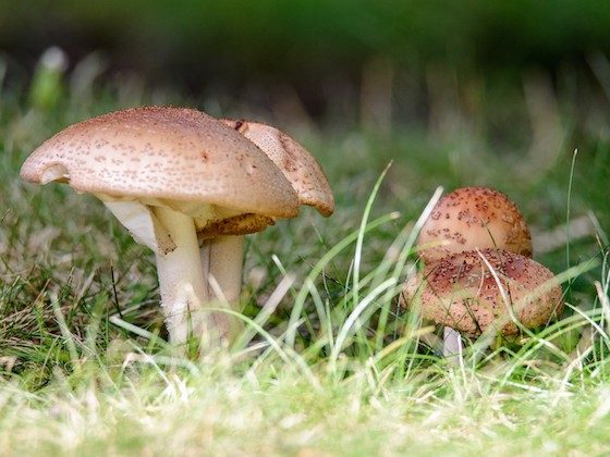 mushrooms and grass