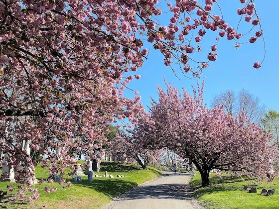 spring tree blossoms