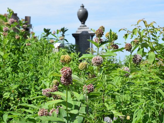 foliage and cemetery monument