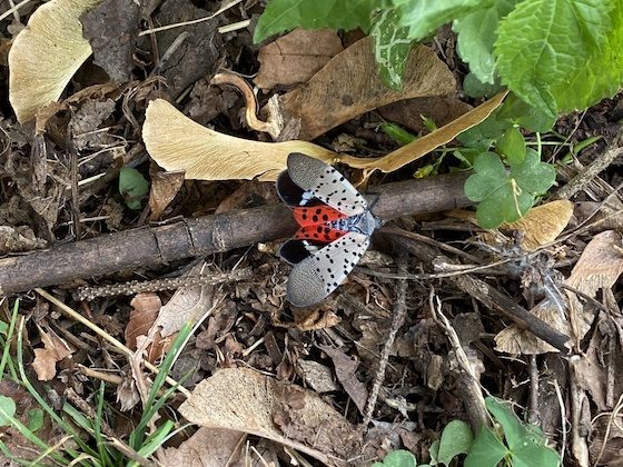 spotted lanternfly