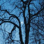 green-wood tree and moon