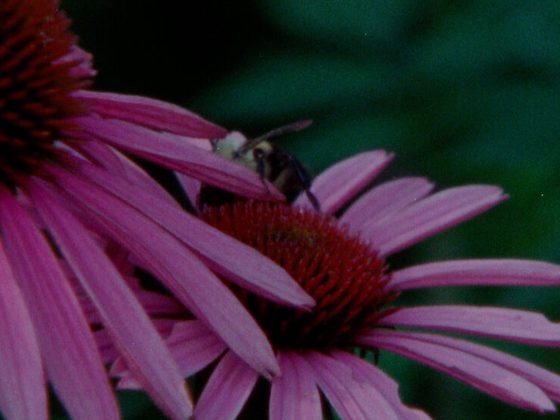 bee flower frame grab