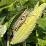 grasshopper on plant