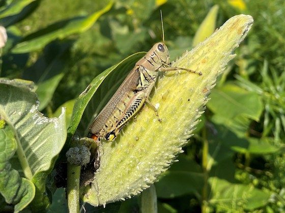 grasshopper on plant