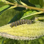 caterpillar on plant