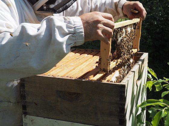 beekeeper with hive